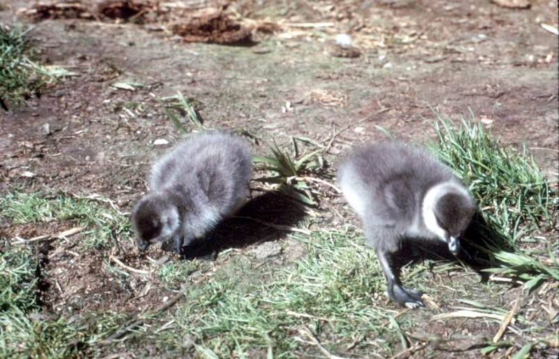 Brant, Brent Goose goslings (Branta bernicla) {!--흑기러기-->; DISPLAY FULL IMAGE.