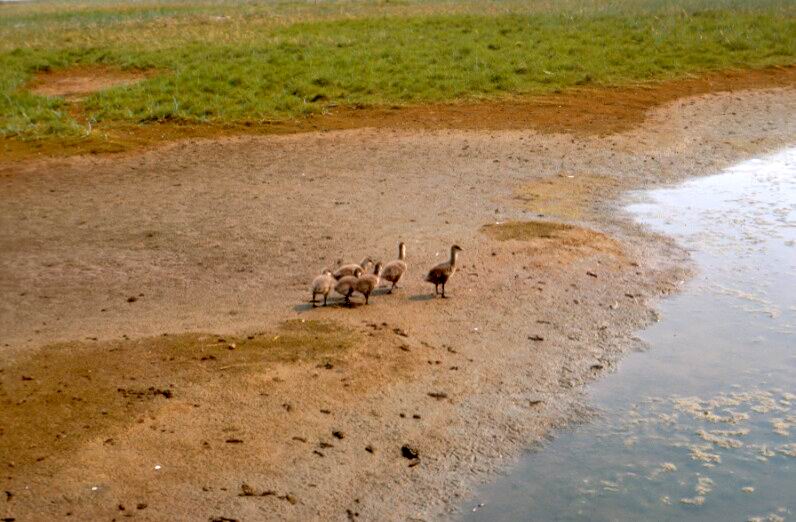 Brant, Brent Goose goslings (Branta bernicla) {!--흑기러기-->; DISPLAY FULL IMAGE.
