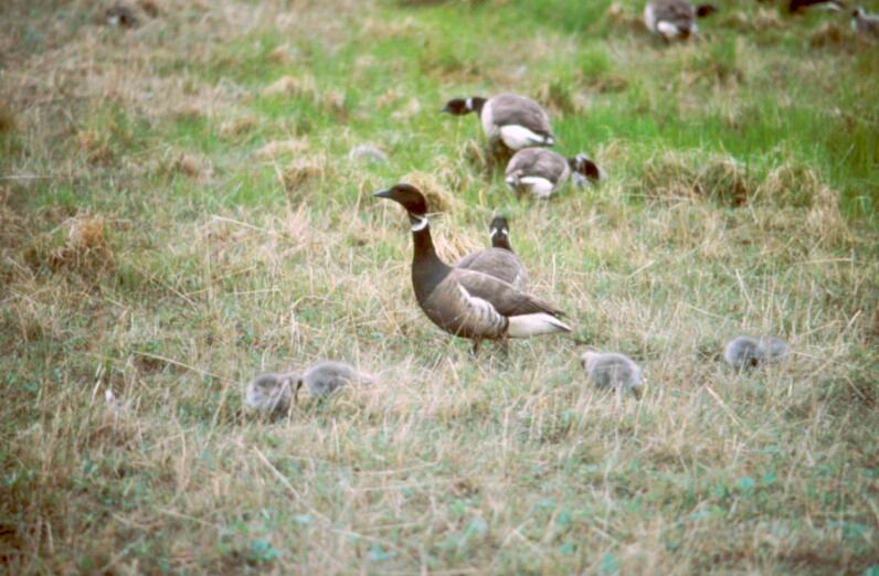 Brant, Brent Goose goslings (Branta bernicla) {!--흑기러기-->; DISPLAY FULL IMAGE.