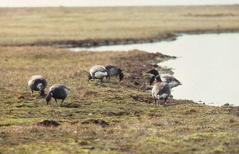 Brant, Brent Goose flock feeding (Branta bernicla) {!--흑기러기-->; DISPLAY FULL IMAGE.