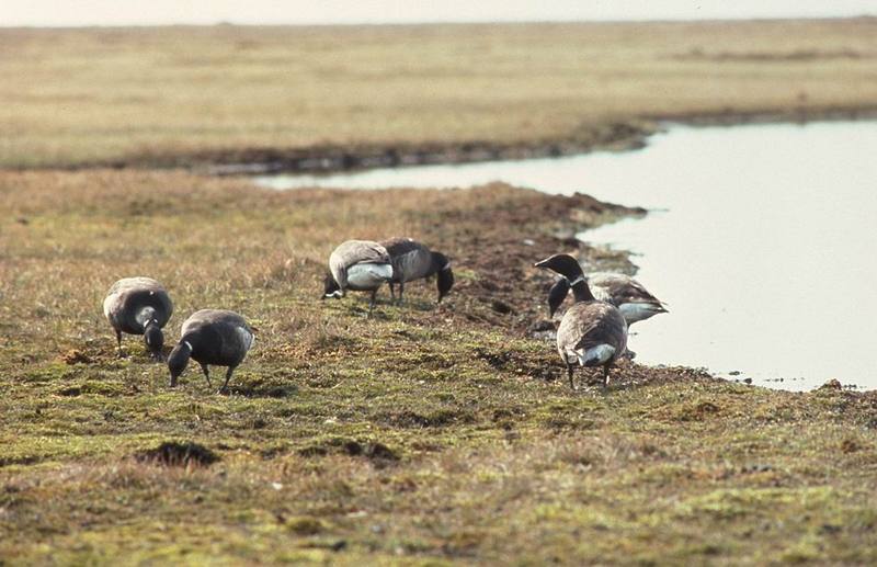 Brant, Brent Goose flock feeding (Branta bernicla) {!--흑기러기-->; DISPLAY FULL IMAGE.