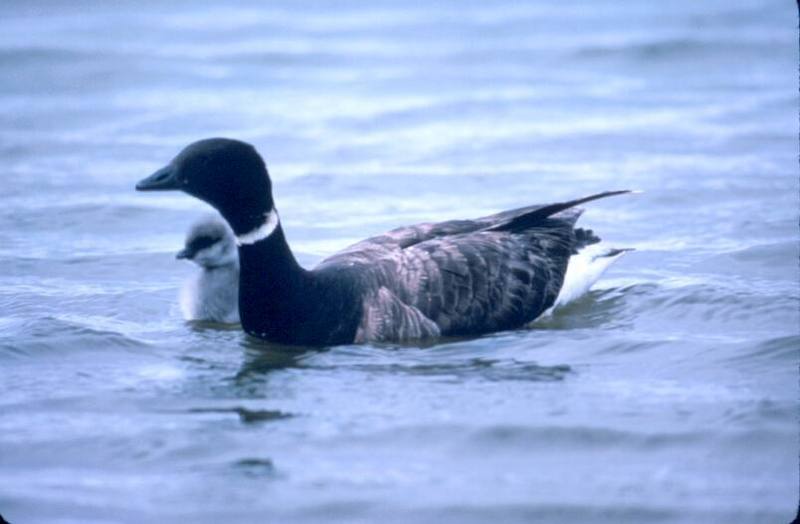 Brant, Brent Goose and gosling (Branta bernicla) {!--흑기러기-->; DISPLAY FULL IMAGE.