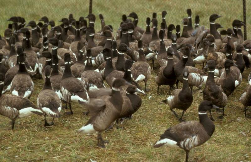 Brant, Brent Geese (Branta bernicla) {!--흑기러기-->; DISPLAY FULL IMAGE.