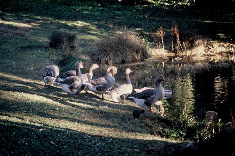 Greylag Goose flock (Anser anser) {!--회색기러기-->; DISPLAY FULL IMAGE.