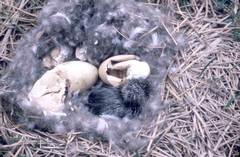 Brant, Brent Goose hatchling (Branta bernicla) {!--흑기러기-->; DISPLAY FULL IMAGE.