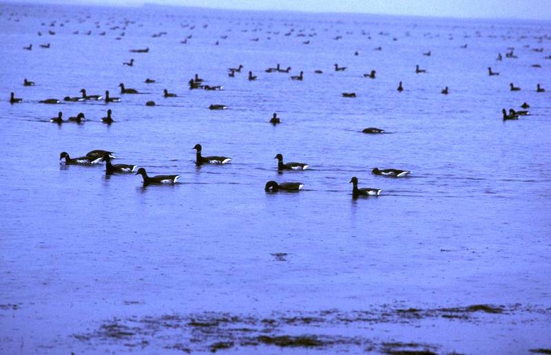 Brant, Brent Goose flock (Branta bernicla) {!--흑기러기-->; DISPLAY FULL IMAGE.