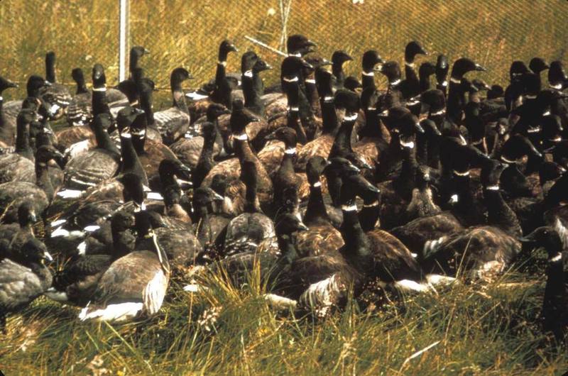 Brant, Brent Goose flock (Branta bernicla) {!--흑기러기-->; DISPLAY FULL IMAGE.