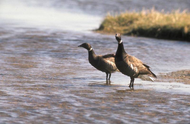 Brant, Brent Goose pair (Branta bernicla) {!--흑기러기-->; DISPLAY FULL IMAGE.