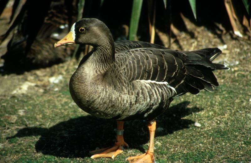 Greater White-fronted Goose (Anser albifrons) {!--쇠기러기-->; DISPLAY FULL IMAGE.