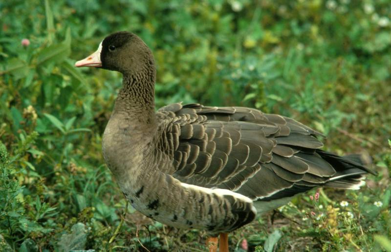 Greater White-fronted Goose (Anser albifrons) {!--쇠기러기-->; DISPLAY FULL IMAGE.