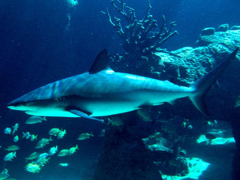 [Gallery CD01] Underwater Terror, Shark; DISPLAY FULL IMAGE.