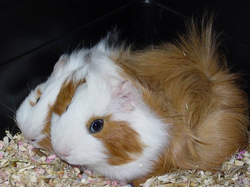 Guinea Pig; DISPLAY FULL IMAGE.
