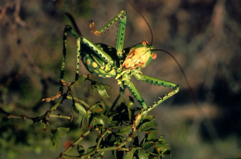Grasshopper {!--메뚜기-->; DISPLAY FULL IMAGE.
