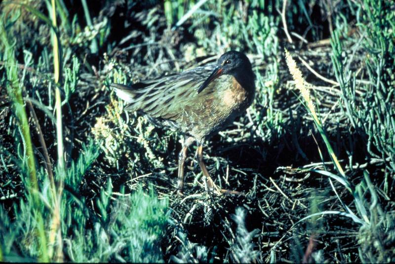 California Clapper Rail (Rallus longirostris obsoletus) {!--긴부리뜸부기-->; DISPLAY FULL IMAGE.