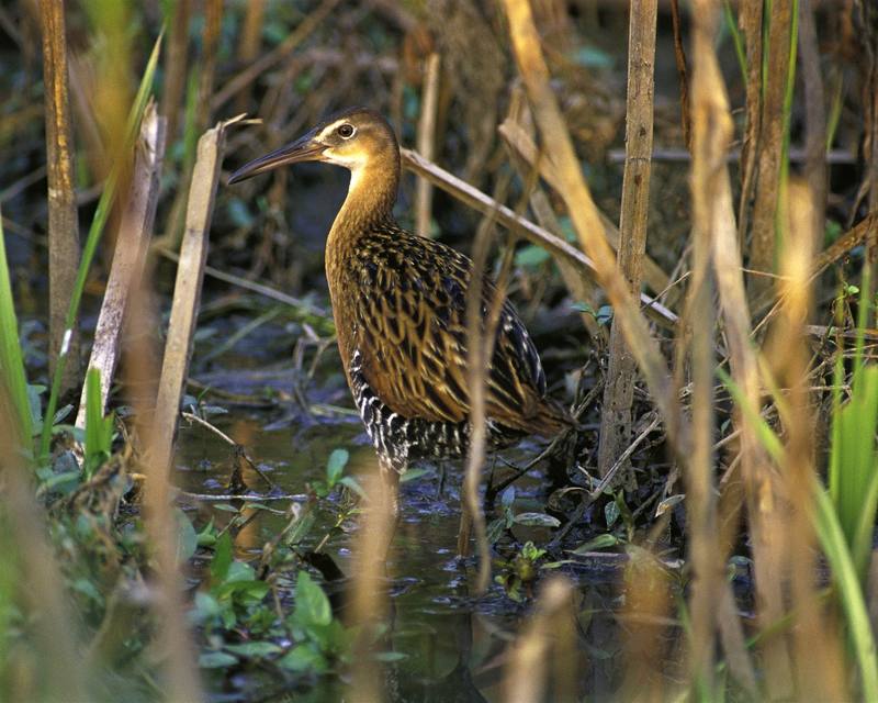 King Rail (Rallus elegans) {!--왕뜸부기-->; DISPLAY FULL IMAGE.