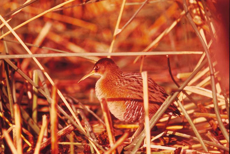 Yuma Clapper Rail (Rallus longirostris yumanensis) {!--긴부리뜸부기-->; DISPLAY FULL IMAGE.