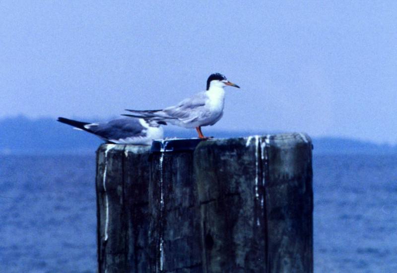 Forster's Terns (Sterna forsteri) {!--포스터제비갈매기-->; DISPLAY FULL IMAGE.