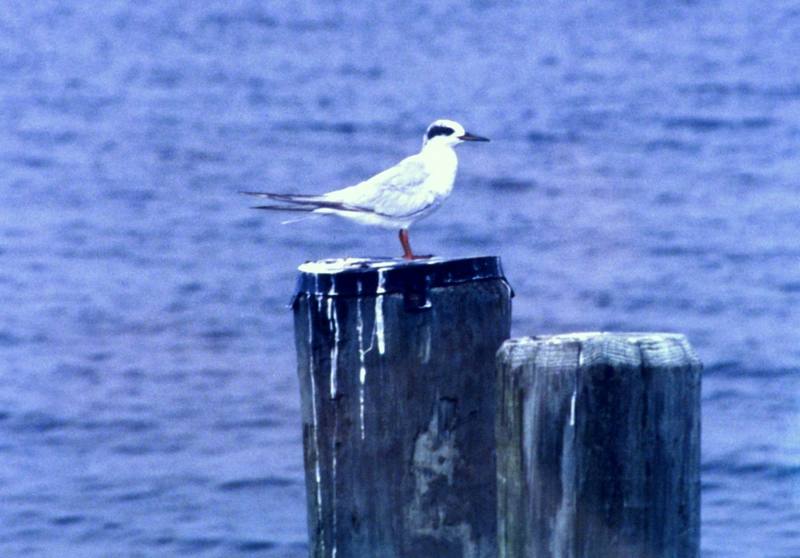 Forster's Tern juvenile (Sterna forsteri) {!--포스터제비갈매기-->; DISPLAY FULL IMAGE.