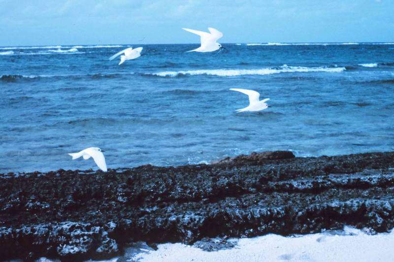 Common White Tern group in flight (Gygis alba) {!--흰제비갈매기-->; DISPLAY FULL IMAGE.