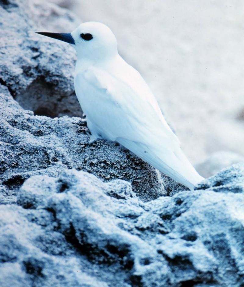 Common White Tern juvenile (Gygis alba) {!--흰제비갈매기-->; DISPLAY FULL IMAGE.