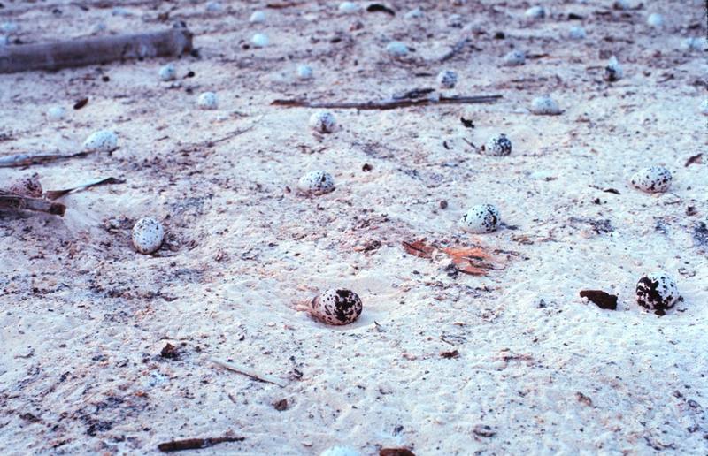 Tern eggs {!--제비갈매기류의 알-->; DISPLAY FULL IMAGE.