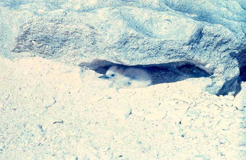 Common White Tern chick (Gygis alba) {!--흰제비갈매기-->; DISPLAY FULL IMAGE.
