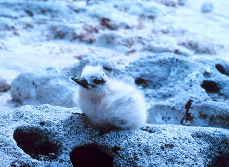 Common White Tern chick (Gygis alba) {!--흰제비갈매기-->; DISPLAY FULL IMAGE.