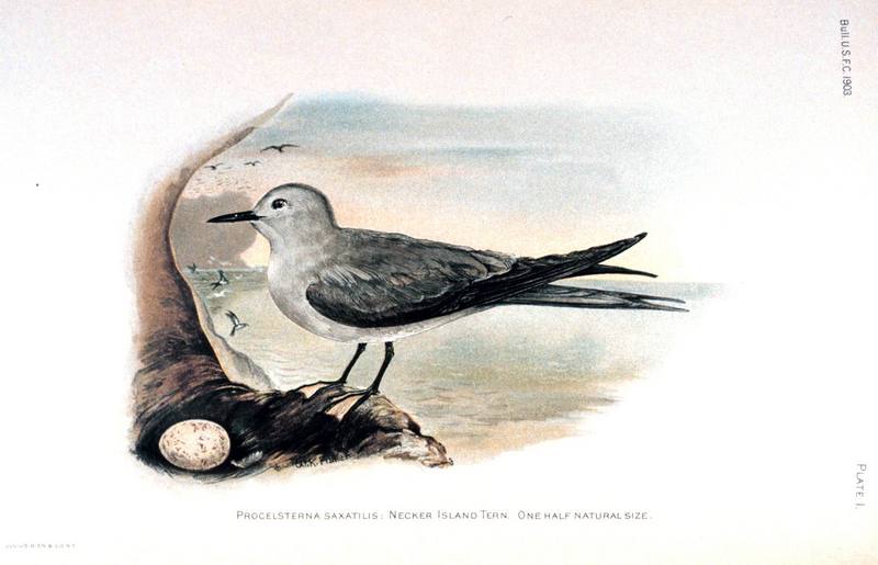 [Animal Art] Blue-grey Noddy and egg (Procelsterna cerulea saxatilis) {!--회색꼬마제비갈매기-->; DISPLAY FULL IMAGE.