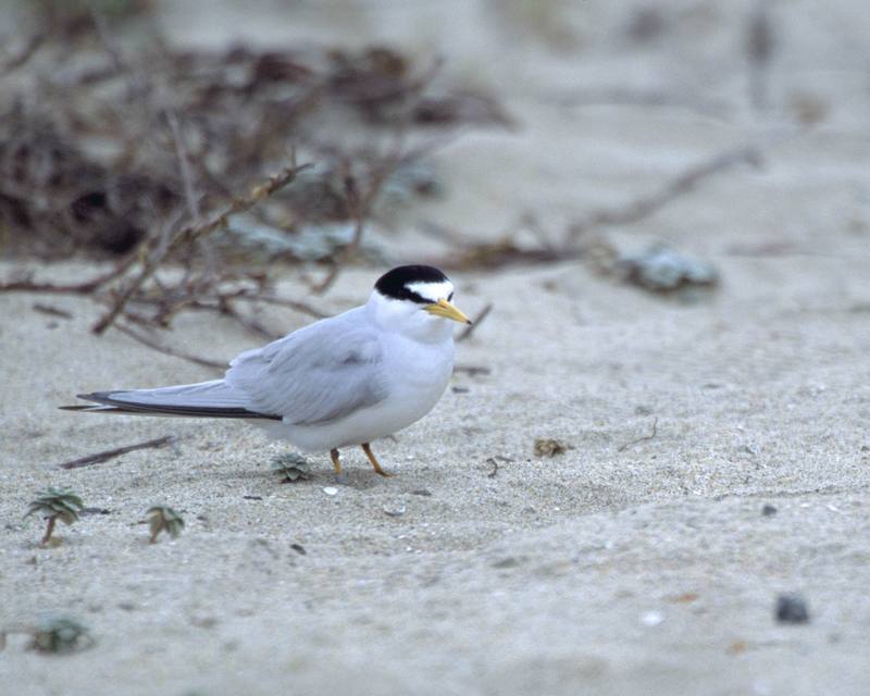 California Least Tern (Sterna antillarum browni) {!--애기제비갈매기-->; DISPLAY FULL IMAGE.