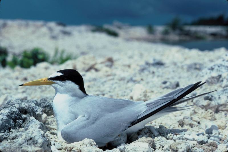 Least Tern incubating egg (Sterna antillarum) {!--애기제비갈매기-->; DISPLAY FULL IMAGE.