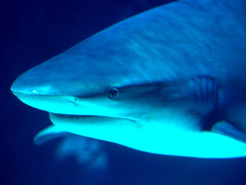 [Gallery CD01] Reef Hunter, Shark, Bahamas; DISPLAY FULL IMAGE.