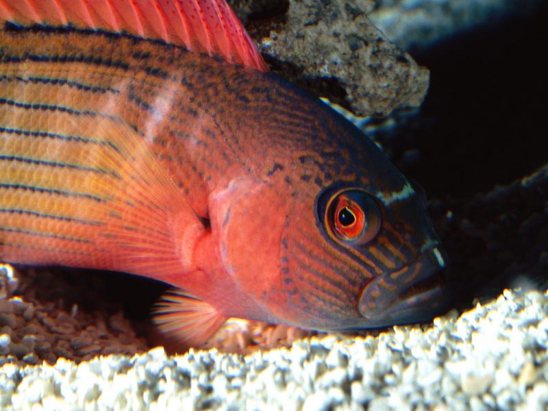 [Gallery CD01] Right Eye Flame Grouper, Australia; DISPLAY FULL IMAGE.