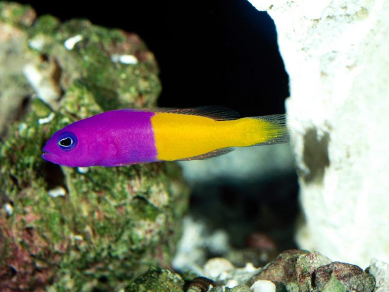 [Gallery CD01] Royal Dottyback (fish); DISPLAY FULL IMAGE.