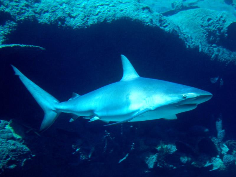 [Gallery CD01] Silent But Deadly Shark; DISPLAY FULL IMAGE.