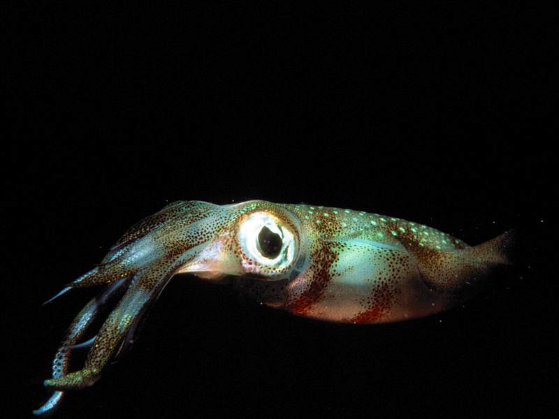[Gallery CD01] Squid, Guam; DISPLAY FULL IMAGE.