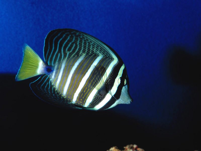 [Gallery CD01] Striped Sailfin Tang; DISPLAY FULL IMAGE.