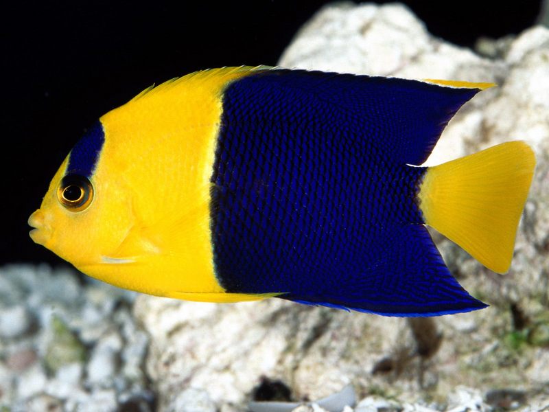 [Gallery CD01] Bicolor Angelfish; DISPLAY FULL IMAGE.