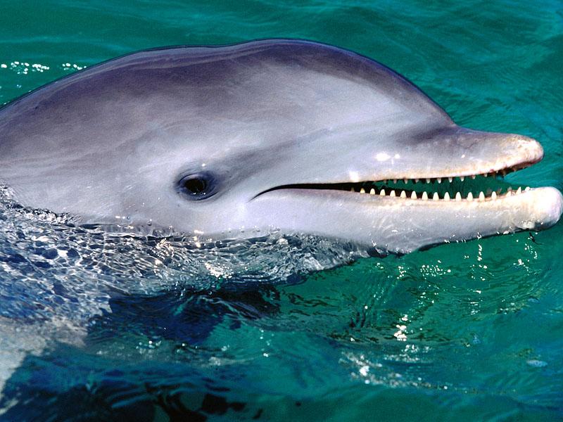 [Gallery CD01] Big Grin, Dolphin; DISPLAY FULL IMAGE.