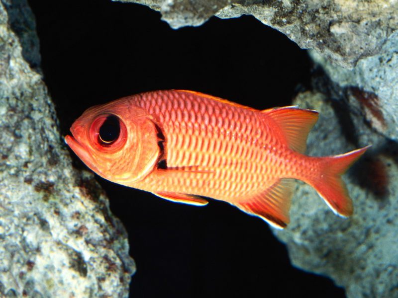 [Gallery CD01] Big-Eye Squirrelfish; DISPLAY FULL IMAGE.