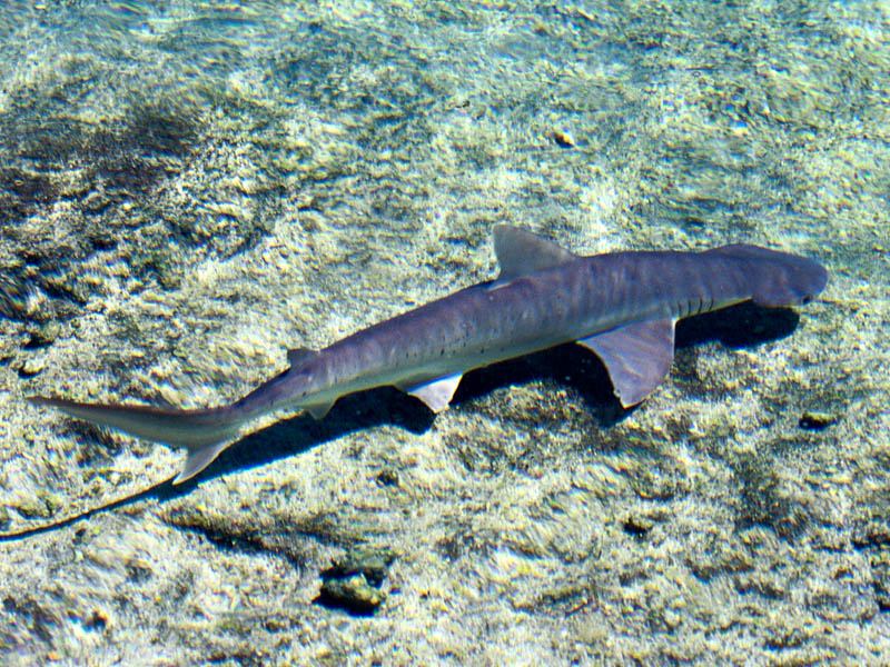 [Gallery CD01] Bonnethead Shark; DISPLAY FULL IMAGE.