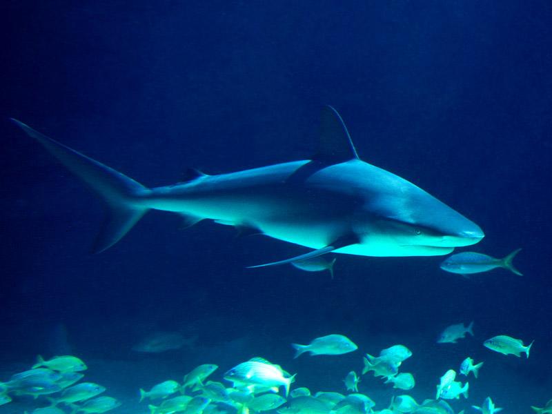 [Gallery CD01] Caribbean Predator, Shark; DISPLAY FULL IMAGE.