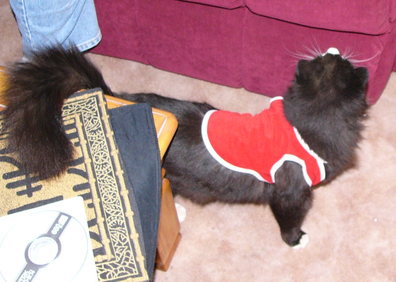 christmas cat 2; DISPLAY FULL IMAGE.