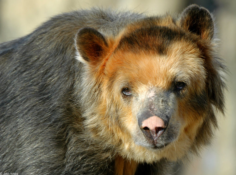 Misc Critters - Spectacled Bear (Tremarctos ornatus).jpg; DISPLAY FULL IMAGE.