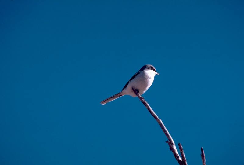 Loggerhead Shrike (Lanius ludovicianus) {!--북미물때까치/바보때까치-->; DISPLAY FULL IMAGE.