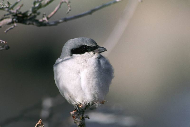 Loggerhead Shrike (Lanius ludovicianus) {!--북미물때까치,바보때까치-->; DISPLAY FULL IMAGE.