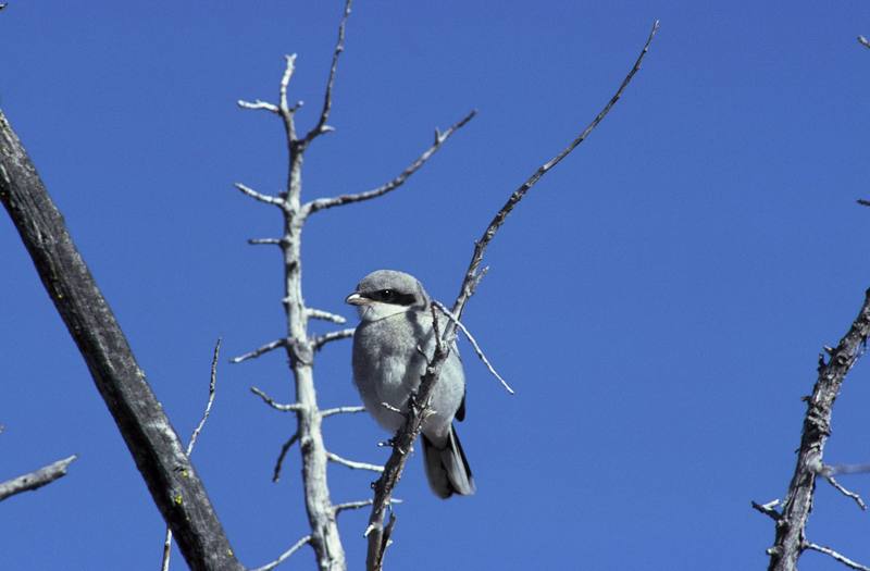 Loggerhead Shrike (Lanius ludovicianus) {!--북미물때까치,바보때까치-->; DISPLAY FULL IMAGE.