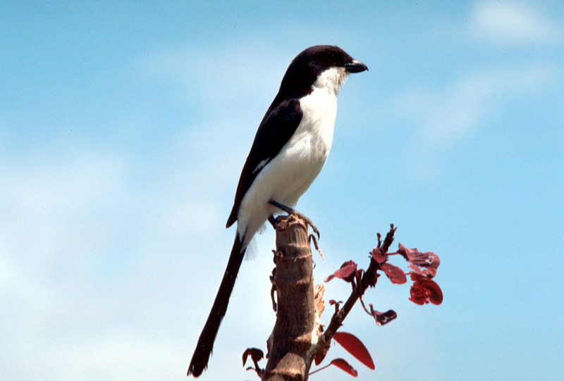 Long-tailed Fiscal Shrike (Lanius cabanisi) {!--검은등때까치-->; DISPLAY FULL IMAGE.