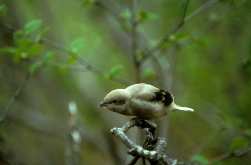 Great Grey Shrike (Lanius excubitor) {!--큰재개구마리-->; DISPLAY FULL IMAGE.
