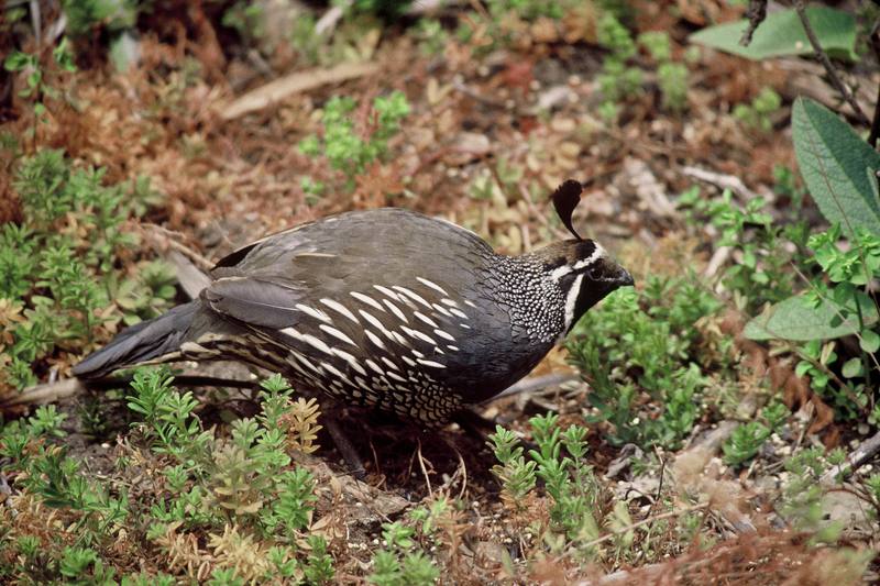 California Quail (Callipepla californica) {!--상투메추라기/캘리포니아메추라기-->; DISPLAY FULL IMAGE.