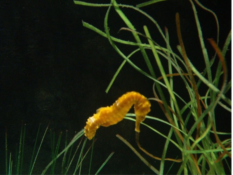 seahorse; DISPLAY FULL IMAGE.